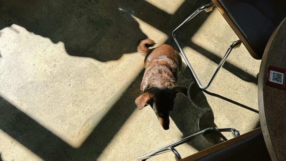 5 Tempat Nongkrong Pet Friendly di Bandung, Ajak Anabul Chill Akhir Pekan Ini!